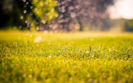 Grass - Grass, bokeh, water, nature, tree, sky