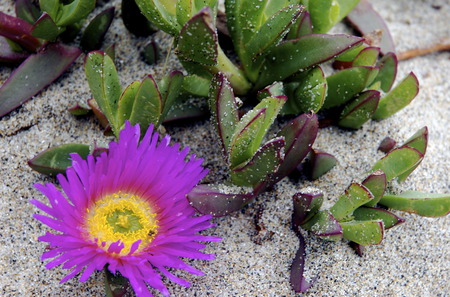 in the beach - beach, flowers, sand