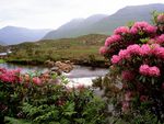 Rhododendrons bloom along the river