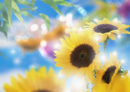 Sun Flowers - misty, sunflowers, leaves