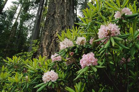 Flowering Bush - bush, forest, pink flowers