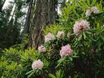 Flowering Bush