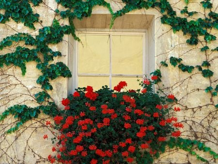 Flower Box - flower box, window, italy, red flowers, vines