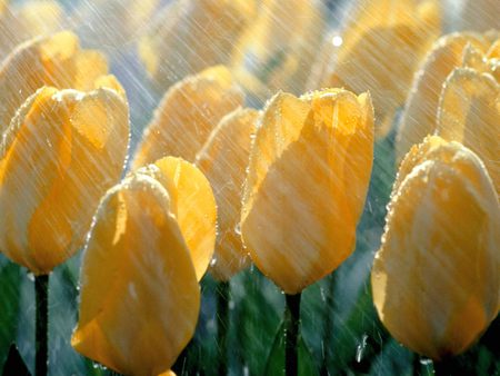 Spring Shower - beauty, awaking, yellow tulips, delicate, water, tulips, spring, aroma, life, yellow, crisp, garden, drops, rain, water drops, nature, spring rain, blossoming, beautiful, tulip, cheerful, flowers, shower, flower