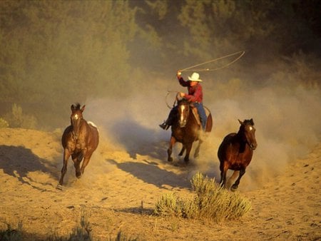 free animals - wild horse, cow boy, roundup