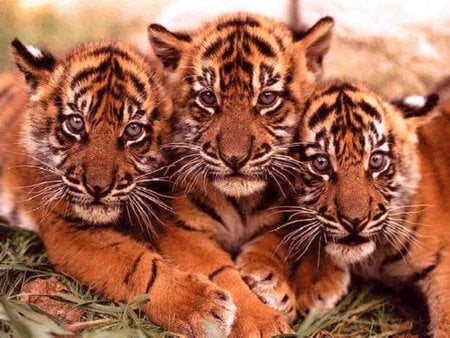 the tiger cubs - orange and black, cubs, stripes, blue eyes, grass, themes, tigers