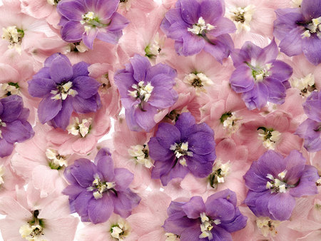 Purple Flowers - purple, flowers, pink