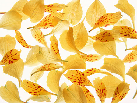 Yellow Lily Petals - yellow lily, flower petals