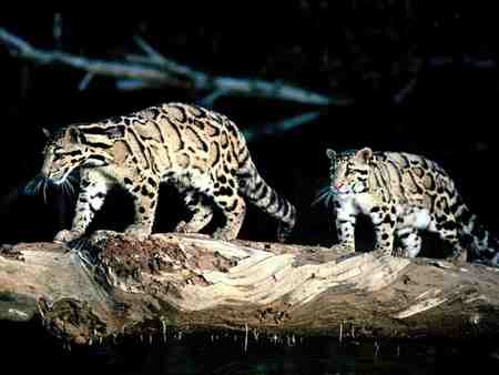 clouded cats - leopards, the clouded cats