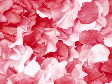 Beautiful Softness - soft pink tones, flower petals