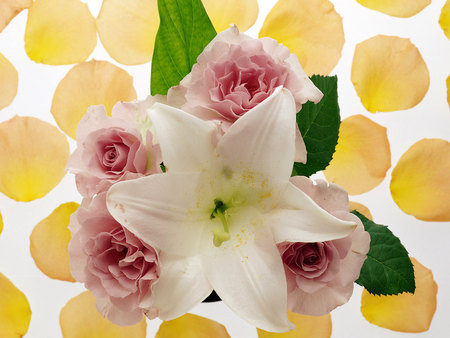 Lily and Roses - pink roses, white lily, yellow flower petals