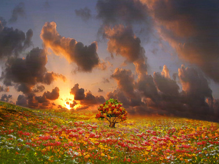 Flower Field - cloudy sky, tree, field, flowers, autumn colours