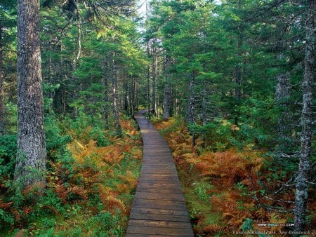 Peaceful Pathway - forest, trees, wooden pathway, ferns