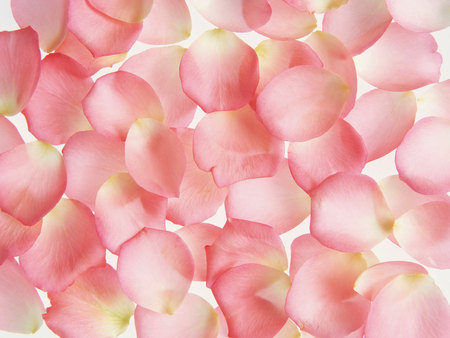 Floating petals of pink - flower petals, pink