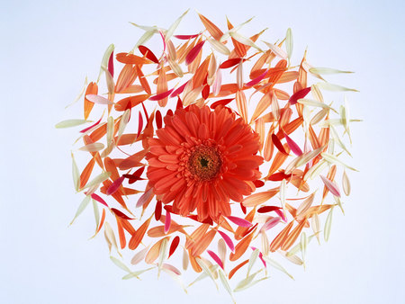 Petal Design - orange gerbera, flower petals