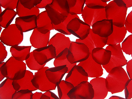 Red Rose Petals - petals, red rose