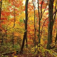 Autumn in the forest