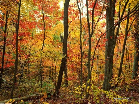 Autumn in the forest - autumn colours, forest