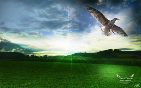 Wings of Freedom - art, sunlight, bird in flight, green meadows