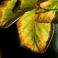 Sunshine on leaves