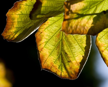 Sunshine on leaves - brown edged leaves, sunshine, tree