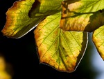 Sunshine on leaves