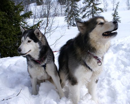 Alaskan Malamutes - sledgedog, trees, nordic, animals, malamutes, snow, dogs, winter