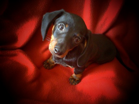 Daschund on Red - black tan, daschund, red blanket, dog