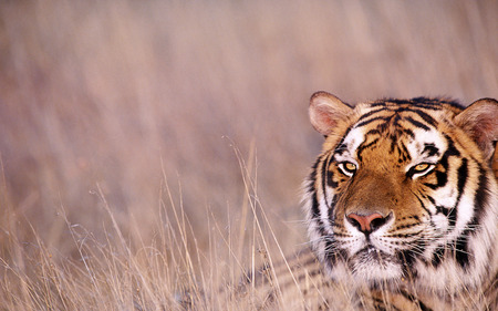 Royal Bengal Tiger ( India's Majestic Animal ) - Cats & Animals ...