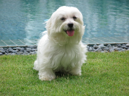 By the pool - swimming pool, grassy lawn, maltese terrier, dog