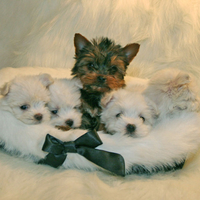 Basket of Terriers