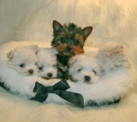 Basket of Terriers - soft fluffy basket, dogs, ribbon, maltese terriers, puppies