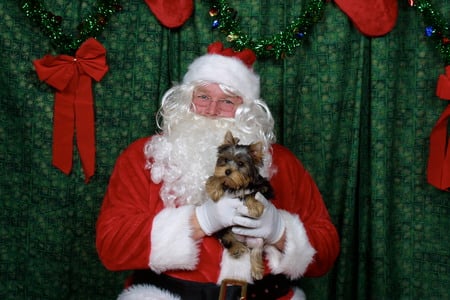 Mia and Santa - red bows, yorkshire terrier, christmas, santa claus