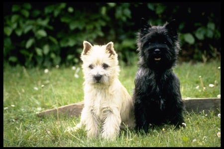 Cairn Terrier Puppies - trees, dogs, grass, cairn terriers, puppies