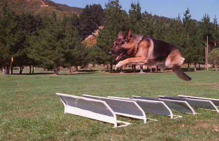 In Training - trees, hurdles, mid air, grass, training, german shepherd