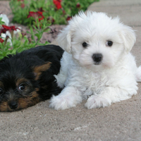 Yorkshire and Maltese Terriers