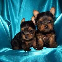 Yorkshire Terrier Pups