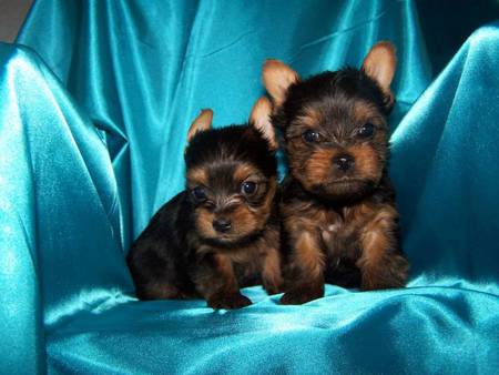 Yorkshire Terrier Pups - dogs, blue satin cloth, yorkshire terrier, puppies