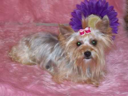 Little Princess - yorkshire terrier, dog, purple flower, soft pink rug