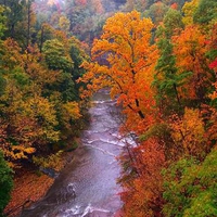 Above The Autumn River Woods