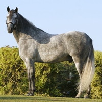 Gray Stallion