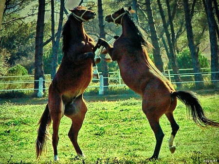 Horses - cavalo, animal, horses