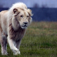 The King of Animals