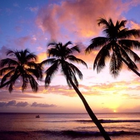 cocoa beach tress sunset