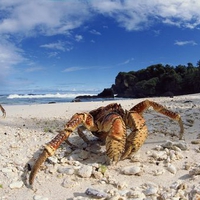 crabs walk beach sand.