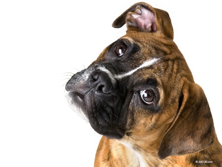 Boxer - dog, cachorro, animal, boxer