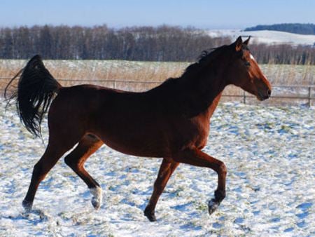 Bay Horse - horse, animal, cavalo