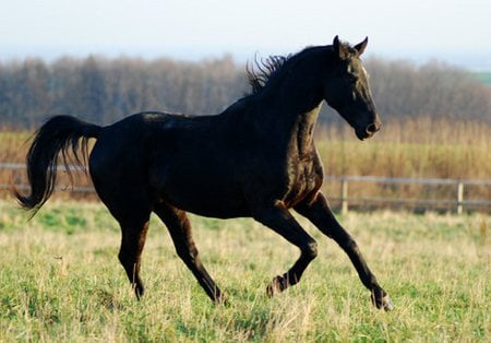 Black Horse - cavalo, animal, horse