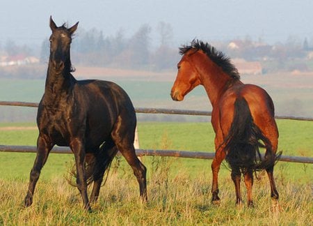 Dancing Horses - animal, cavalo, horse