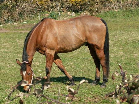 Bay Horse - animal, cavalo, horse